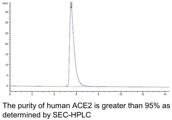 Human ACE2 Recombinant Protein