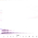 To detect hI-TAC by Western Blot analysis this antibody can be used at a concentration of 0.1-0.2 ug/ml. Used in conjunction with compatible secondary reagents the detection limit for recombinant hI-TAC is 1.5-3.0 ng/lane, under either reducing or non-reducing conditions.