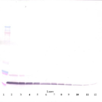 To detect hI-TAC by Western Blot analysis this antibody can be used at a concentration of 0.1-0.2 ug/ml. Used in conjunction with compatible secondary reagents the detection limit for recombinant hI-TAC is 1.5-3.0 ng/lane, under either reducing or non-reducing conditions.