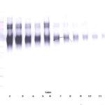 To detect Human ICAM-1 by Western Blot analysis this antibody can be used at a concentration of 0.1 - 0.2 ug/ml. Used in conjunction with compatible secondary reagents the detection limit for recombinant Human ICAM-1 is 1.5 - 3.0 ng/lane, under either reducing or non-reducing conditions.
