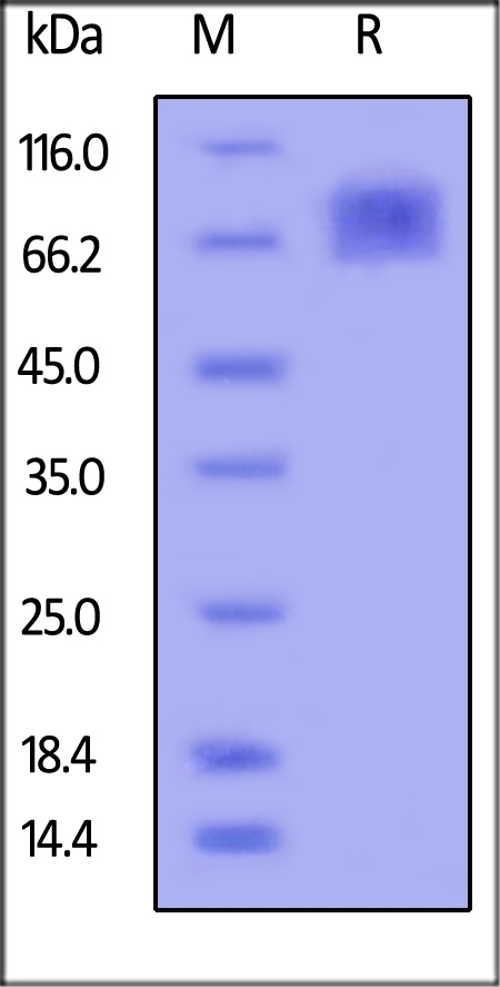 ICAM-1 / CD54 Recombinant Protein