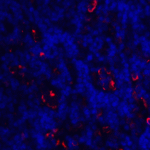 Immunofluorescence of ICOS in human lymph node tissue with ICOS antibody at 20 μg/ml.