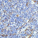 Immunohistochemistry of ICOS in human lymph node tissue with ICOS antibody at 2 μg/ml.