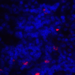 Immunofluorescence of ICOSLG in human lymph node tissue with ICOSLG antibody at 20 μg/ml.