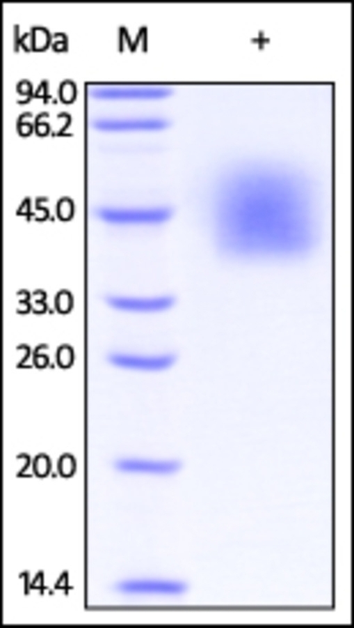 ICOSLG Recombinant Protein