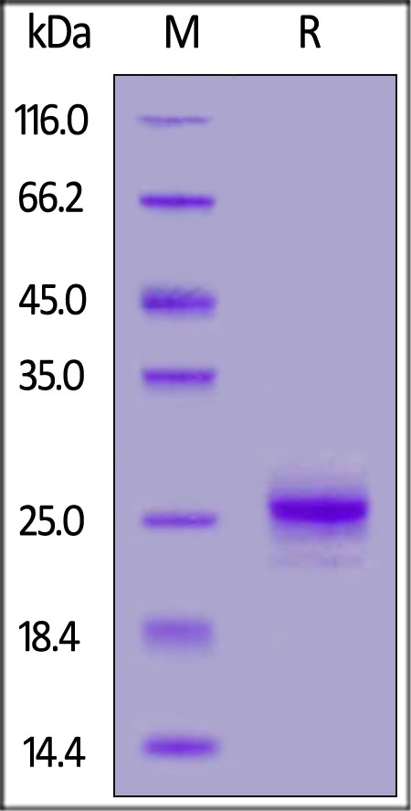 IFN-alpha 1 Recombinant Protein