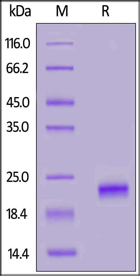 IFN-alpha 1 Recombinant Protein