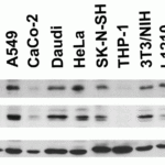 <strong>Figure 2 Independent Antibody Validation (IAV) via Protein Expression Profile in Human and Mouse Cell Lines</strong><br>Loading: 15 μg of lysates per lane.Antibodies: IFN-beta  4243 (4 μg/mL), IFN-beta 64-239, (5 μg/mL) and beta-actin 3779 (1 μg/mL), 1h incubation at RT  in 5% NFDM/TBST.Secondary: Goat anti-rabbit IgG HRP conjugate at 1:10000 dilution.