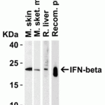<strong>Figure 3 Western Blot Validation in Multiple Tissues and Recombinant Protein</strong><br>Loading: 15 μg of lysates per lane.Antibodies: IFN-beta  4243 (4 μg/mL), 1h incubation at RT in 5% NFDM/TBST.Secondary: Goat anti-rabbit IgG HRP conjugate at 1:10000 dilution.