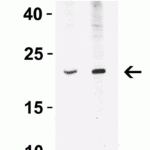 <strong>Figure 1 Western Blot Validation in Mouse A20 Cell Lysate</strong><br>Loading: 15 μg of lysates per lane.Antibodies: IFN-beta  4243 (Lane 1: 5 μg/mL and Lane 2: 10 μg/mL), 1h incubation at RT in 5% NFDM/TBST.Secondary: Goat anti-rabbit IgG HRP conjugate at 1:10000 dilution.