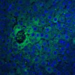 <strong>Figure  7 Immunofluorescence Validation of IFN-beta in Mouse Liver Tissue</strong><br>Immunofluorescent analysis of 4% paraformaldehyde-fixed mouse liver tissue labeling IFN-beta with 4243 at 20 μg/mL, followed by goat anti-rabbit IgG secondary antibody at 1/500 dilution (green) and DAPI staining (blue).
