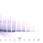 To detect Human IFN-beta by Western Blot analysis this antibody can be used at a concentration of 0.1-0.2 ug/ml. When used in conjunction with compatible secondary reagents, the detection limit for recombinant Human IFN-beta is 1.5-3.0 ng/lane, under either reducing or non-reducing conditions.