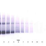 To detect Human IFN-beta by Western Blot analysis this antibody can be used at a concentration of 0.1-0.2 ug/ml. When used in conjunction with compatible secondary reagents, the detection limit for recombinant Human IFN-beta is 1.5-3.0 ng/lane, under either reducing or non-reducing conditions.