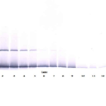 To detect Human IFN-gamma by Western Blot analysis this antibody can be used at a concentration of 0.1- 0.2 ug/ml. When used in conjunction with compatible secondary reagents, the detection limit for recombinant Human IFN-gamma is 1.5-3.0 ng/lane, under either reducing or non-reducing conditions.