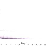 To detect Murine IFN-gamma by Western Blot analysis this antibody can be used at a concentration of 0.1-0.2 ug/ml. When used in conjunction with compatible secondary reagents, the detection limit for recombinant Murine IFN-gamma is 1.5-3.0 ng/lane, under either reducing or non-reducing conditions.