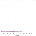 To detect Rat IFN-gamma by Western Blot analysis this antibody can be used at a concentration of 0.1-0.2 ug/ml. When used in conjunction with compatible secondary reagents, the detection limit for recombinant Rat IFN-gamma is 1.5-3.0 ng/lane, under either reducing or non-reducing conditions.