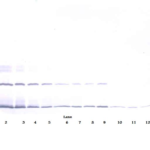 To detect Human IFN-λ2 by Western Blot analysis this antibody can be used at a concentration of 0.1 - 0.2 ug/ml. When used in conjunction with compatible secondary reagents, the detection limit for recombinant Human IFN-λ2 is 1.5 - 3.0 ng/lane, under either reducing or non-reducing conditions.