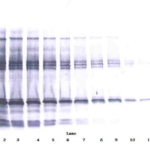 To detect hIGF-BP1 by Western Blot analysis this antibody can be used at a concentration of 0.1 - 0.2 ug/ml. Used in conjunction with compatible secondary reagents the detection limit for recombinant hIGF-BP1 is 1.5 - 3.0 ng/lane, under either reducing or non-reducing conditions.