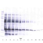 To detect hIGF-BP1 by Western Blot analysis this antibody can be used at a concentration of 0.1 - 0.2 ug/ml. Used in conjunction with compatible secondary reagents the detection limit for recombinant hIGF-BP1 is 1.5 - 3.0 ng/lane, under either reducing or non-reducing conditions.