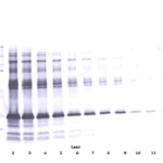 To detect hIGF-BP1 by Western Blot analysis this antibody can be used at a concentration of 0.1 - 0.2 ug/ml. Used in conjunction with compatible secondary reagents the detection limit for recombinant hIGF-BP1 is 1.5 - 3.0 ng/lane, under either reducing or non-reducing conditions.