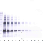 To detect hIGF-BP1 by Western Blot analysis this antibody can be used at a concentration of 0.1 - 0.2 ug/ml. Used in conjunction with compatible secondary reagents the detection limit for recombinant hIGF-BP1 is 1.5 - 3.0 ng/lane, under either reducing or non-reducing conditions.