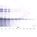 To detect hIGF-BP3 by Western Blot analysis this antibody can be used at a concentration of 0.1 - 0.2 ug/ml. Used in conjunction with compatible secondary reagents the detection limit for recombinant hIGF-BP3 is 1.5 - 3.0 ng/lane, under either reducing or non-reducing conditions.
