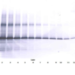To detect hIGF-BP3 by Western Blot analysis this antibody can be used at a concentration of 0.1 - 0.2 ug/ml. Used in conjunction with compatible secondary reagents the detection limit for recombinant hIGF-BP3 is 1.5 - 3.0 ng/lane, under either reducing or non-reducing conditions.