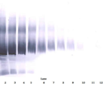 To detect hIGF-BP5 by Western Blot analysis this antibody can be used at a concentration of 0.1 - 0.2 ug/ml. Used in conjunction with compatible secondary reagents the detection limit for recombinant hIGF-BP5 is 1.5 - 3.0 ng/lane, under either reducing or non-reducing conditions.