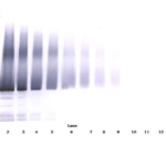 To detect hIGF-BP5 by Western Blot analysis this antibody can be used at a concentration of 0.1 - 0.2 ug/ml. Used in conjunction with compatible secondary reagents the detection limit for recombinant hIGF-BP5 is 1.5 - 3.0 ng/lane, under either reducing or non-reducing conditions.