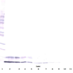 To detect mIGF-I by Western Blot analysis this antibody can be used at a concentration of 0.1 - 0.2 ug/ml. Used in conjunction with compatible secondary reagents the detection limit for recombinant mIGF-I is 1.5 - 3.0 ng/lane, under either reducing or non-reducing conditions.