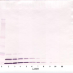 To detect mIGF-I by Western Blot analysis this antibody can be used at a concentration of 0.1 - 0.2 ug/ml. Used in conjunction with compatible secondary reagents the detection limit for recombinant mIGF-I is 1.5 - 3.0 ng/lane, under either reducing or non-reducing conditions.