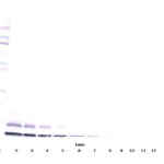 To detect hIGF-II by Western Blot analysis this antibody can be used at a concentration of 0.1- 0.2 ug/ml. Used in conjunction with compatible secondary reagents the detection limit for recombinant hIGF-II is 1.5-3.0 ng/lane, under either reducing or non-reducing conditions.
