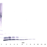 To detect hIGF-II by Western Blot analysis this antibody can be used at a concentration of 0.1- 0.2 ug/ml. Used in conjunction with compatible secondary reagents the detection limit for recombinant hIGF-II is 1.5-3.0 ng/lane, under either reducing or non-reducing conditions.