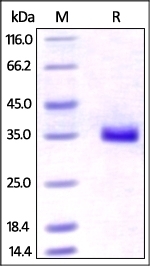 IGFBP-7 Recombinant Protein