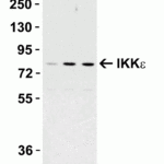 <strong>Figure 1 Induction Validation in Mouse Cell Line</strong><br>Loading: 15 μg of Raw264.7 cell lysates per lane.Antibodies:  IKK epsilon 2329 (1 μg/mL),  1h incubation at RT  in 5% NFDM/TBST.Secondary: Goat anti-rabbit IgG HRP conjugate at 1:10000 dilution.Cells were treated with LPS (0.3 μg/mL) for 3 hrs (lane 2) and 6 hrs (lane 3) or with control (lane 1).