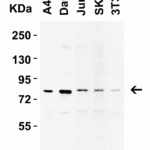 <strong>Figure 2 Western Blot Validation in Human and Mouse Cell Lines</strong><br>Loading: 15 μg of lysates per lane.Antibodies:  IKK epsilon 2329 (1 μg/mL),  1h incubation at RT  in 5% NFDM/TBST.Secondary: Goat anti-rabbit IgG HRP conjugate at 1:10000 dilution.