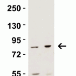 <strong>Figure 3 Western Blot Validation in Mouse Tissue Lysates</strong><br>Loading: 15 μg of lysates per lane.Antibodies:  IKK epsilon 2329 (2 μg/mL),  1h incubation at RT  in 5% NFDM/TBST.Secondary: Goat anti-rabbit IgG HRP conjugate at 1:10000 dilution.