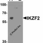 Western blot analysis of IKZF2 in EL4 cell lysate with IKZF2 antibody at 1 μg/ml in (A) the absence and (B) the presence of blocking peptide.