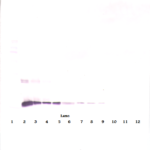 To detect mIL-10 by Western Blot analysis this antibody can be used at a concentration of 1.0-2.0 ug/ml. Used in conjunction with compatible secondary reagents the detection limit for recombinant mIL-10 is 2.0-4.0 ng/lane, under reducing or non-reducing conditions.