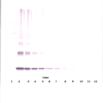 To detect mIL-10 by Western Blot analysis this antibody can be used at a concentration of 1.0-2.0 ug/ml. Used in conjunction with compatible secondary reagents the detection limit for recombinant mIL-10 is 2.0-4.0 ng/lane, under reducing or non-reducing conditions.