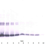 To detect hIL-10 by Western Blot analysis this antibody can be used at a concentration of 0.1 - 0.2 ug/ml. Used in conjunction with compatible secondary reagents the detection limit for recombinant hIL-10 is 1.5 - 3.0 ng/lane, under either reducing or non-reducing conditions.