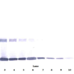 To detect mIL-10 by Western Blot analysis this antibody can be used at a concentration of 0.1-0.2 ug/ml. Used in conjunction with compatible secondary reagents the detection limit for recombinant mIL-10 is 1.5-3.0 ng/lane, under either reducing or non-reducing conditions.