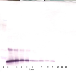 To detect Rat IL-10 by Western Blot analysis this antibody can be used at a concentration of 0.1-0.2 ug/ml. Used in conjunction with compatible secondary reagents the detection limit for recombinant Rat IL-10 is 1.5-3.0 ng/lane, under either reducing or non-reducing conditions.