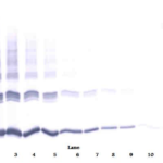 To detect mIL-10 by Western Blot analysis this antibody can be used at a concentration of 0.1-0.2 ug/ml. Used in conjunction with compatible secondary reagents the detection limit for recombinant mIL-10 is 1.5-3.0 ng/lane, under either reducing or non-reducing conditions.