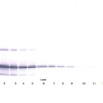 To detect hIL-11 by Western Blot analysis this antibody can be used at a concentration of 1.0-2.0 ug/ml. Used in conjunction with compatible secondary reagents the detection limit for recombinant hIL-11 is 0.25-0.50 ng/lane, under non-reducing conditions.