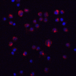 Immunofluorescence of IL-11 in HeLa cells with IL-11 antibody at 20 μg/ml.<br><br>Red: IL-11 Antibody (8453) <br> Blue: DAPI staining
