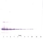 To detect hIL-11 by Western Blot analysis this antibody can be used at a concentration of 0.1-0.2 ug/ml. Used in conjunction with compatible secondary reagents the detection limit for recombinant hIL-11 is 1.5-3.0 ng/lane, under either reducing or non-reducing conditions.