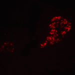 Immunofluorescence of IL-12A in human pancreas tissue with IL-12A Antibody at 20 μg/mL.