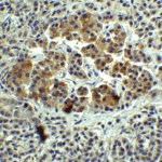 Immunohistochemistry of IL-12A in human pancreas tissue with IL-12A Antibody at 5 μg/mL.