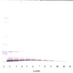 To detect hIL-13 by Western Blot analysis this antibody can be used at a concentration of 0.1 - 0.2 ug/ml. Used in conjunction with compatible secondary reagents the detection limit for recombinant hIL-13 is 1.5 - 3.0 ng/lane, under either reducing or non-reducing conditions.